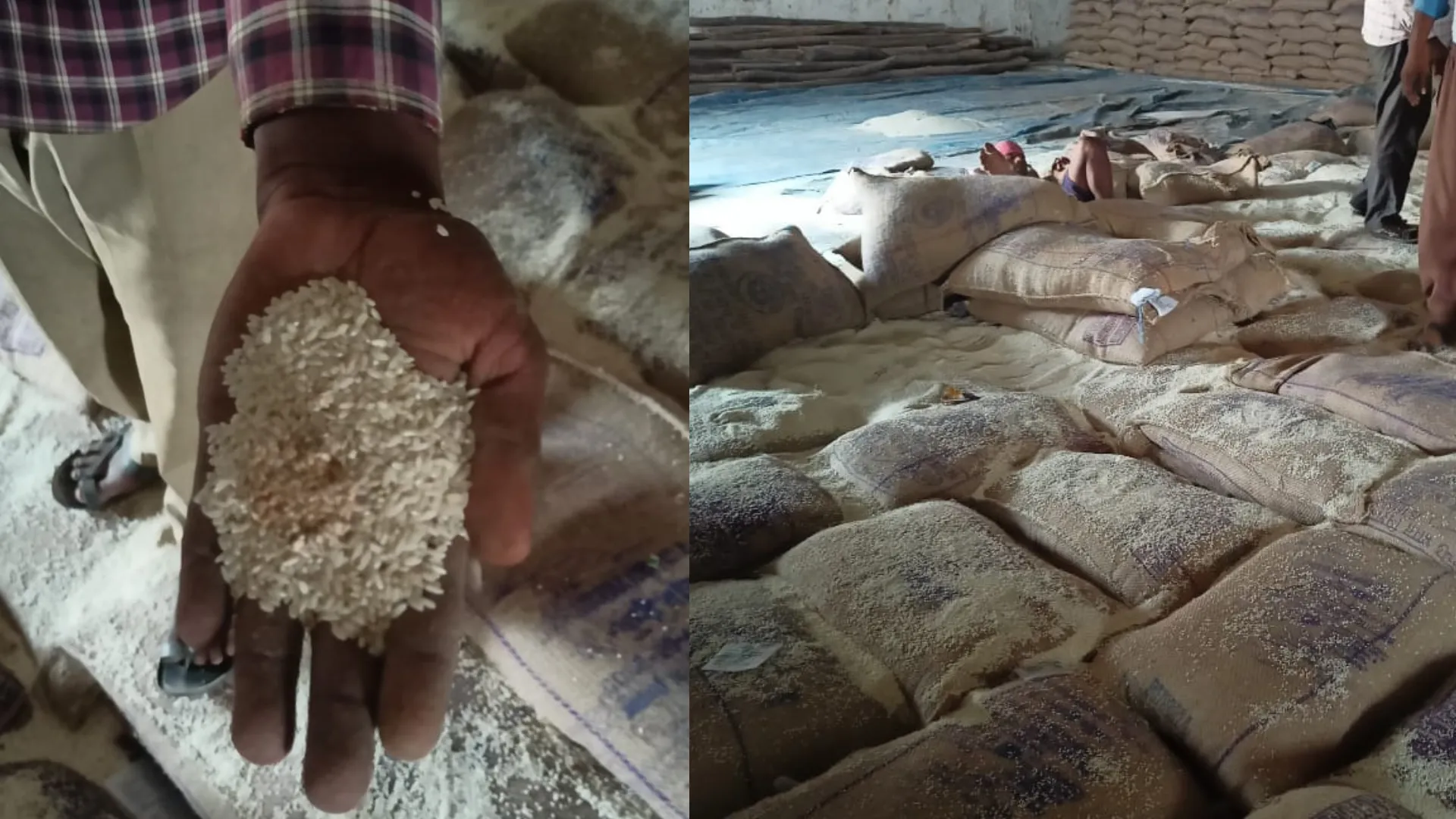 सुल्तानपुर: FCI के गोदाम में सड़ा चावल देख चालक ने डिलीवरी से किया मना, सोशल मीडिया पर वायरल होते ही जिम्मेदारों में हडकंप 